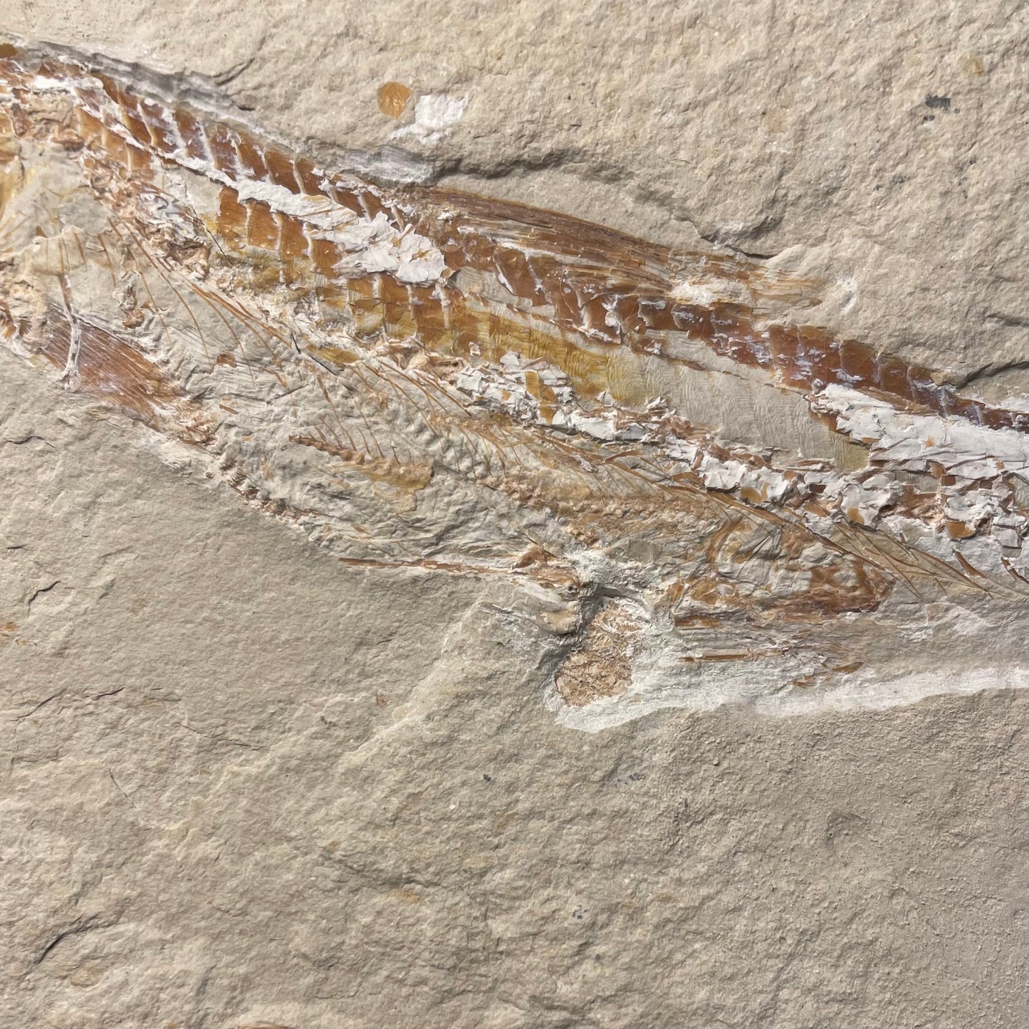 F2060 | Pesce | Prionolepis cataphractus