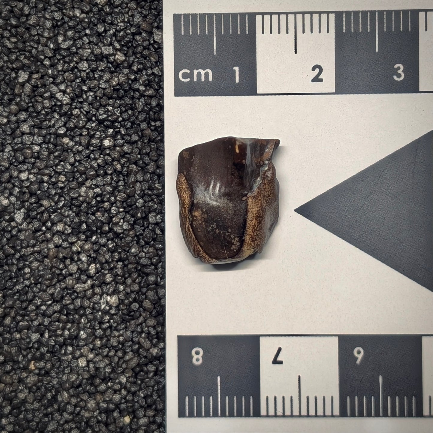 F2802 | Dinosauro | Triceratops sp.