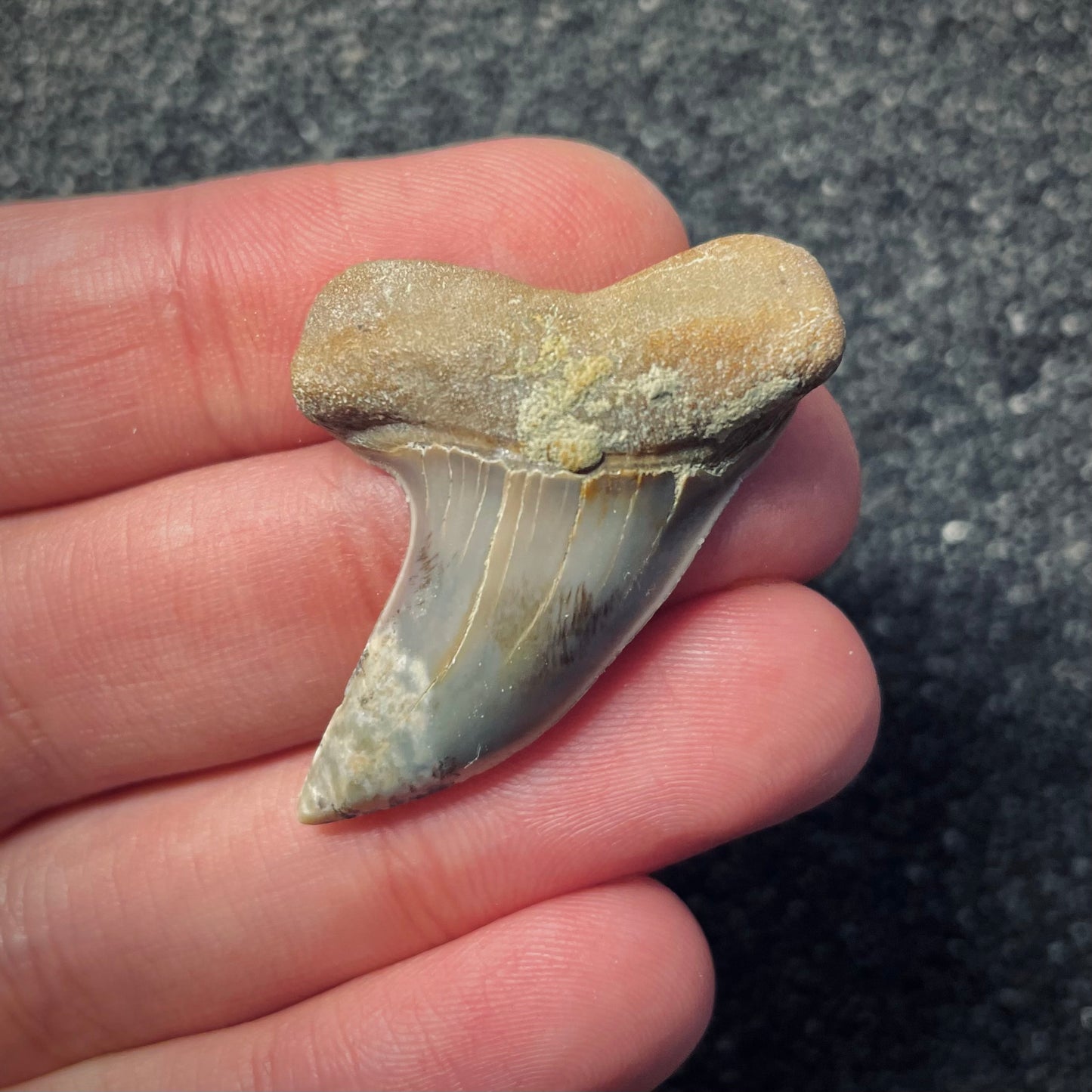 F1789 | Squalo | Carcharodon planus