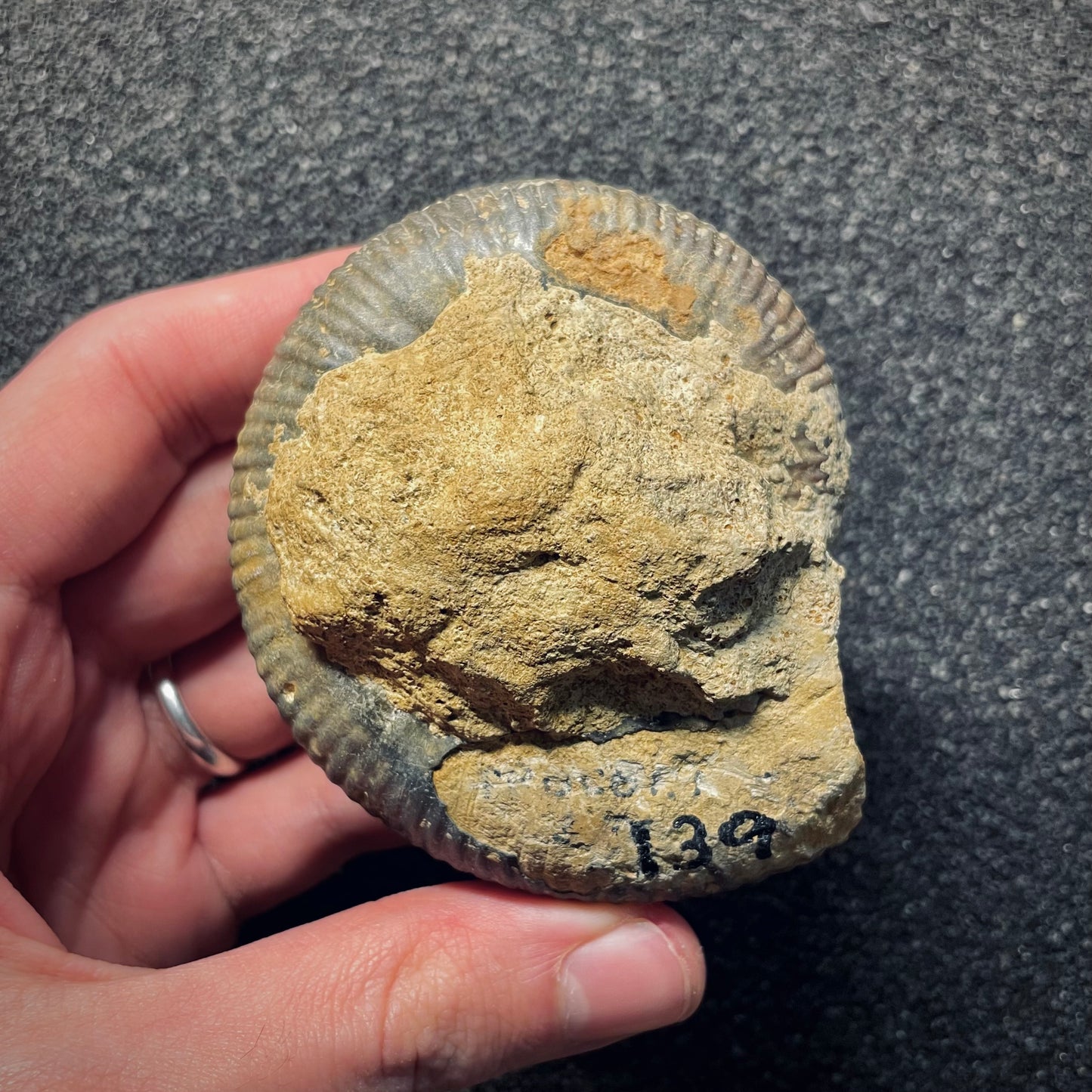 F1415 | Ammonite | Procerites imitator