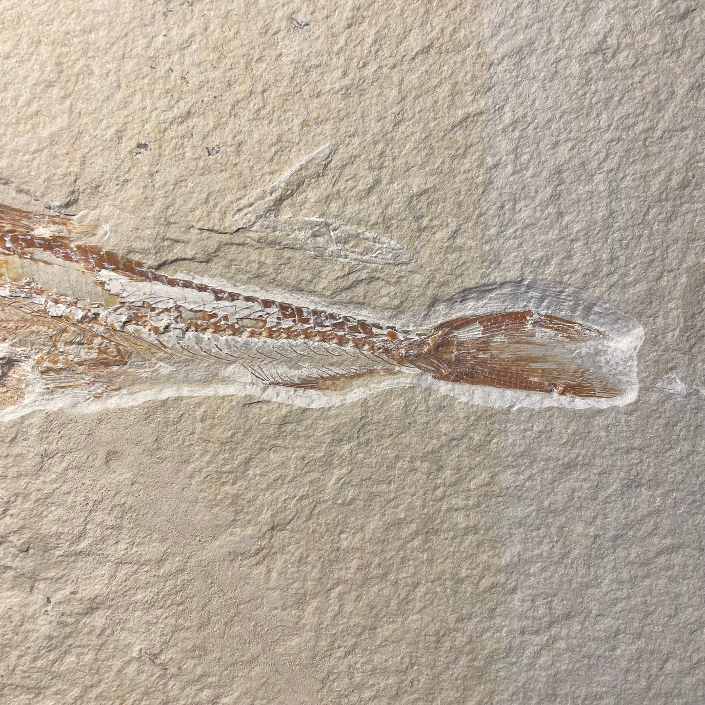 F2060 | Pesce | Prionolepis cataphractus