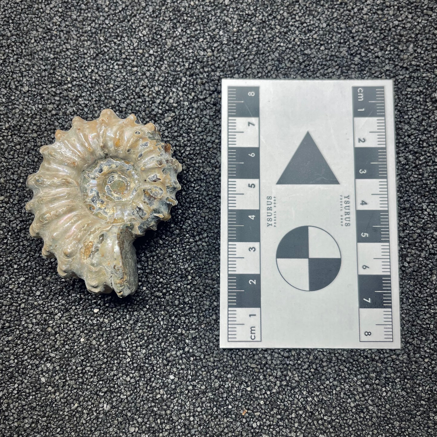 F2660 | Ammonite | Douvilleiceras sp.