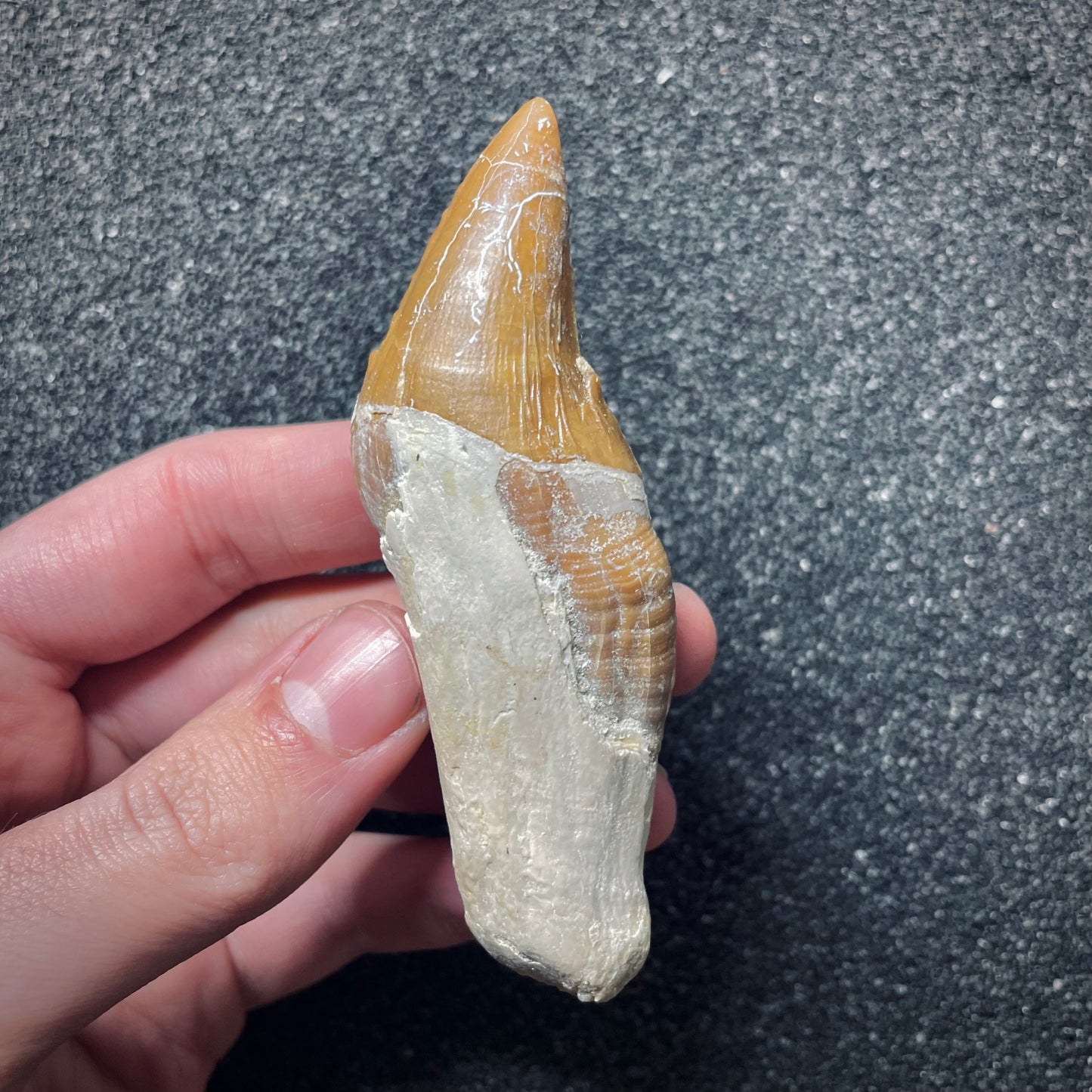 F1722 | Cetaceo | Basilosauridae indet.