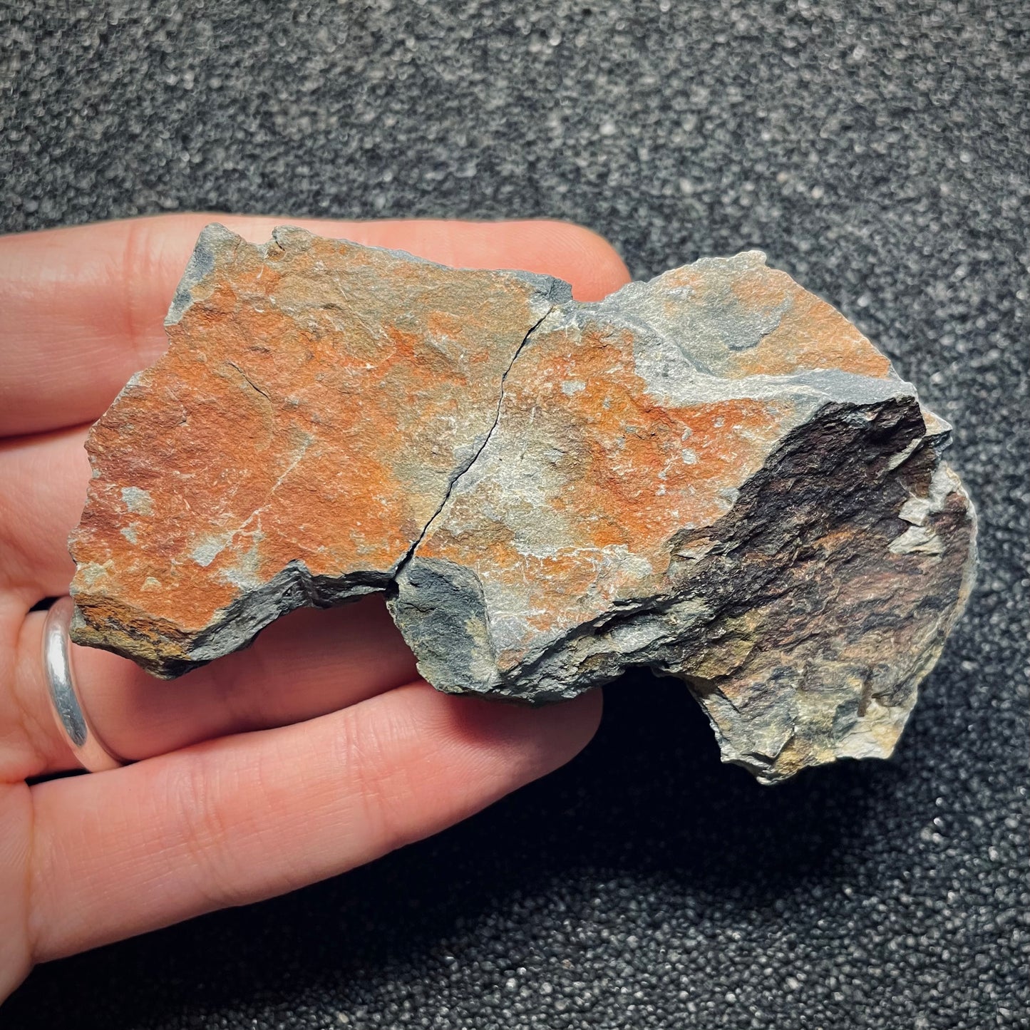 F1583 | Trilobite | Prionocheilus mendax