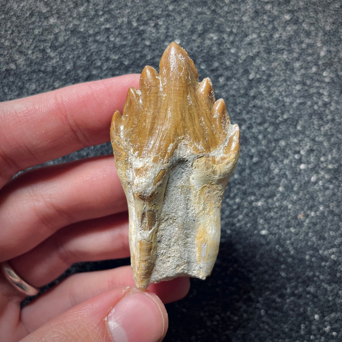 F1718 | Cetaceo | Basilosauridae indet.