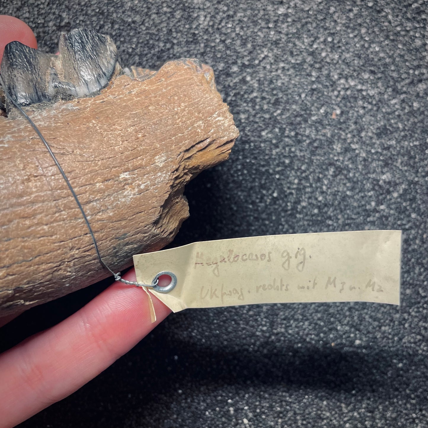 F1561 | Cervo gigante | Megaloceros giganteus