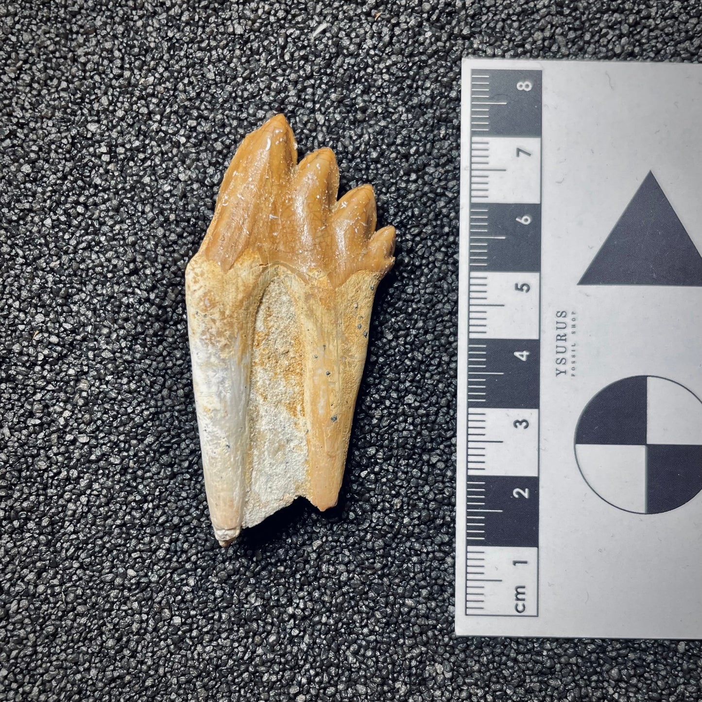 F1717 | Cetaceo | Basilosauridae indet.