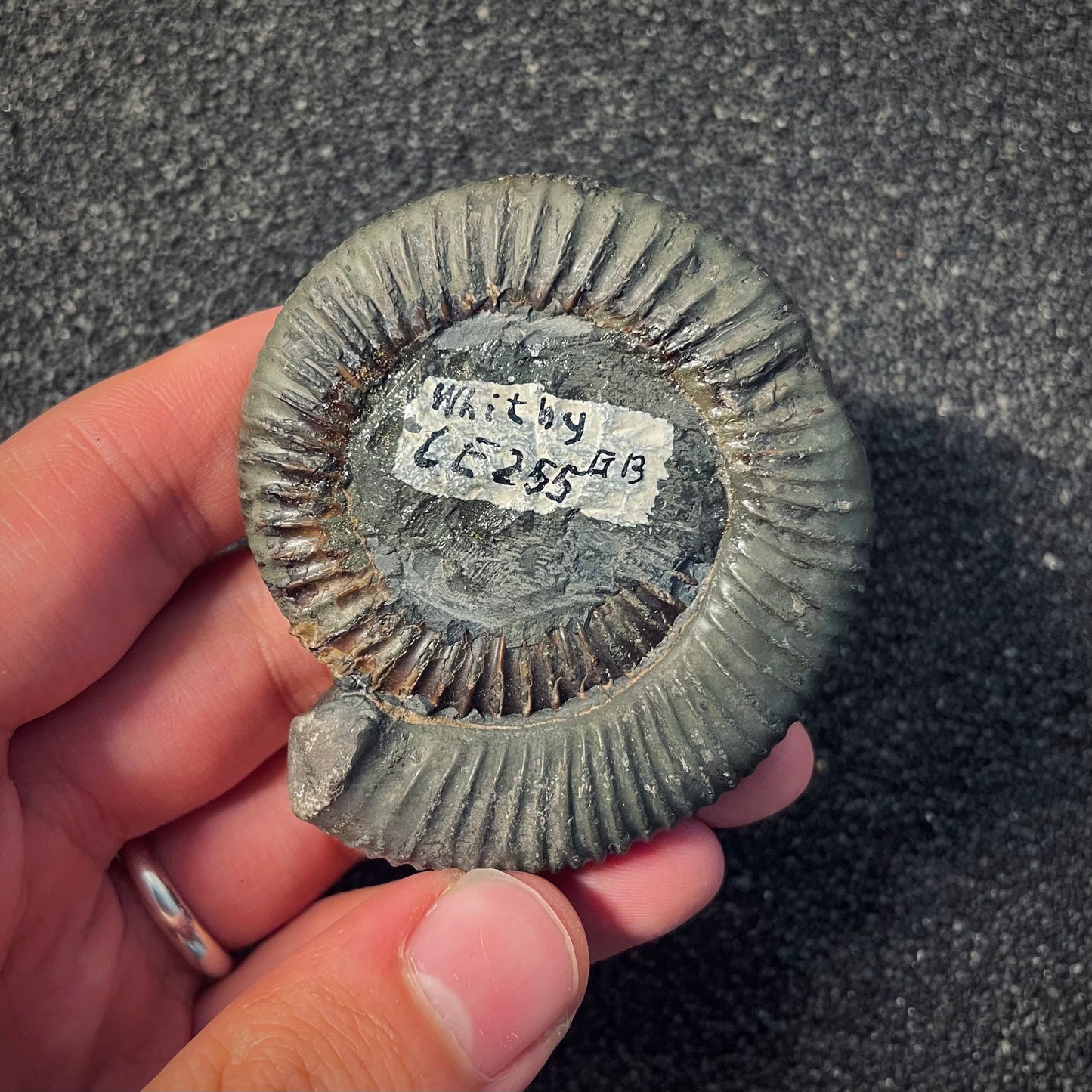 F1980 | Ammonite | Dactylioceras commune