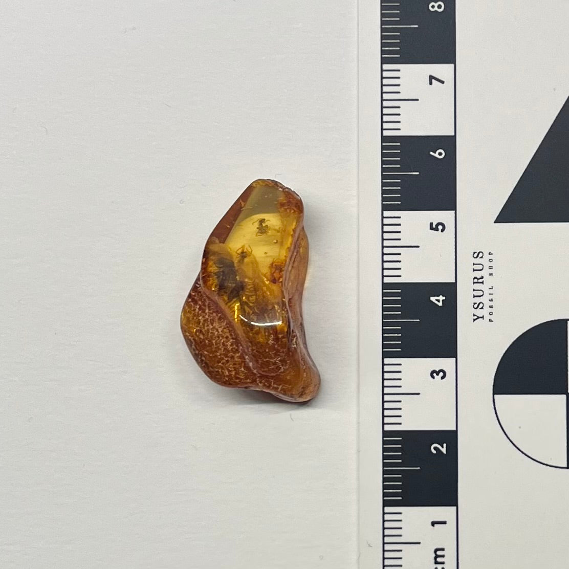 F2829 | Ambra con inclusione | Hymenoptera indet.