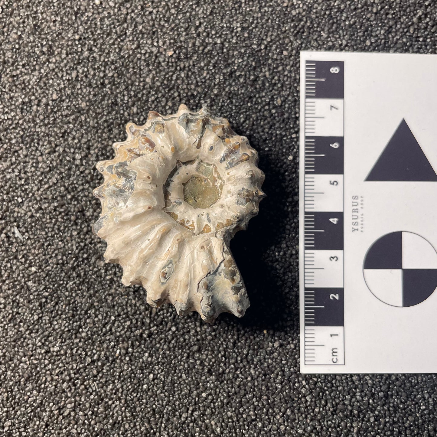 F2387 | Ammonite | Douvilleiceras sp.