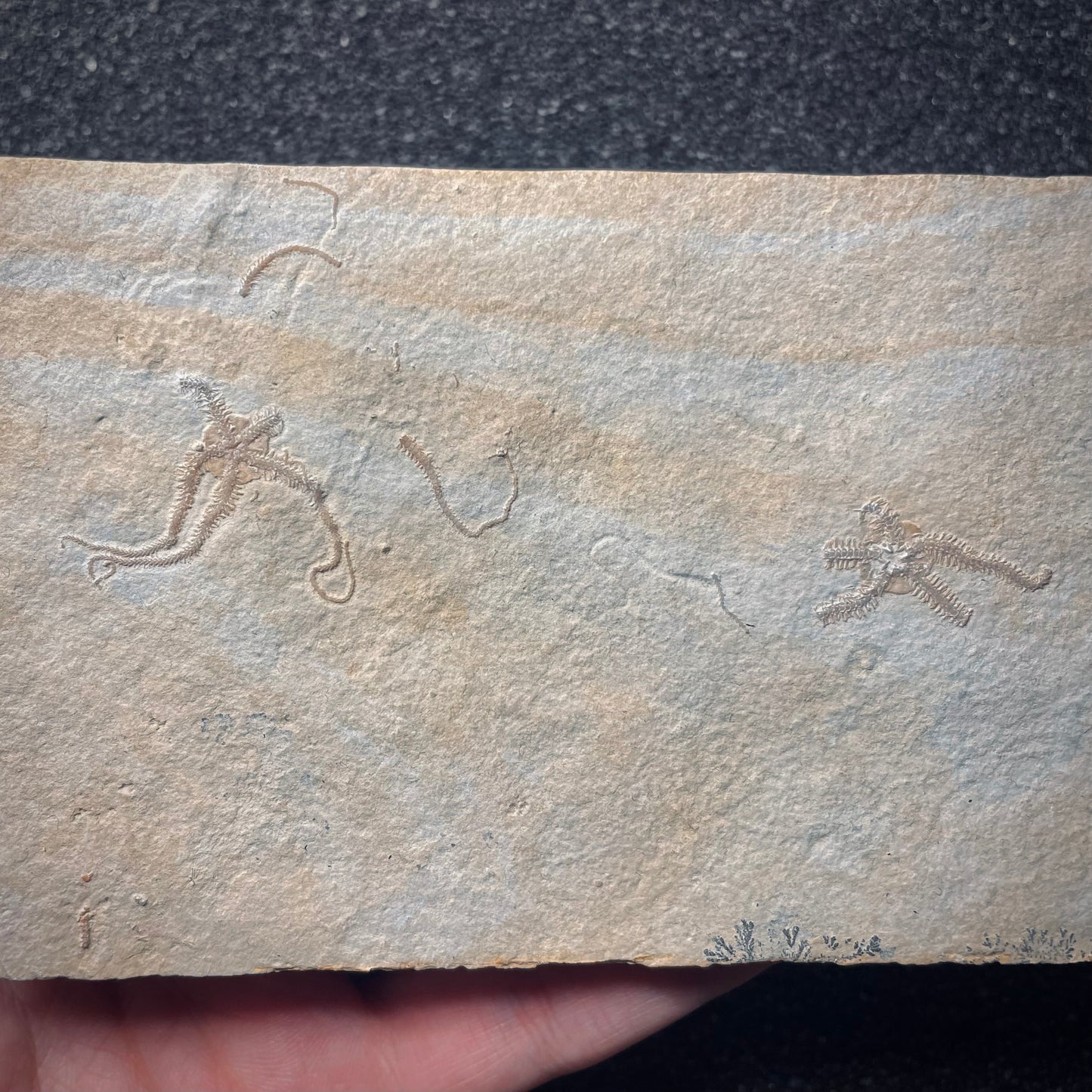 F1927 | Stella marina | Ophiopetra lithographica