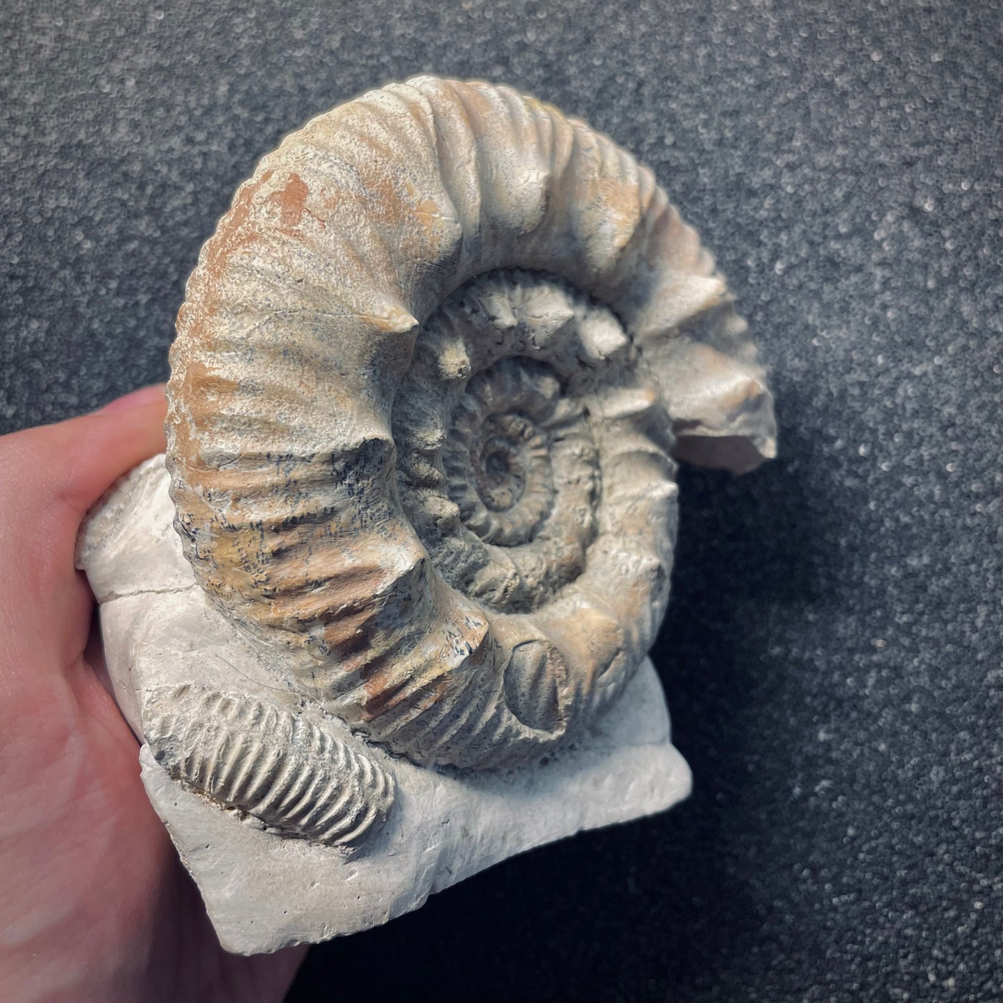 F1970 | Ammonite | Rehmannia sp.