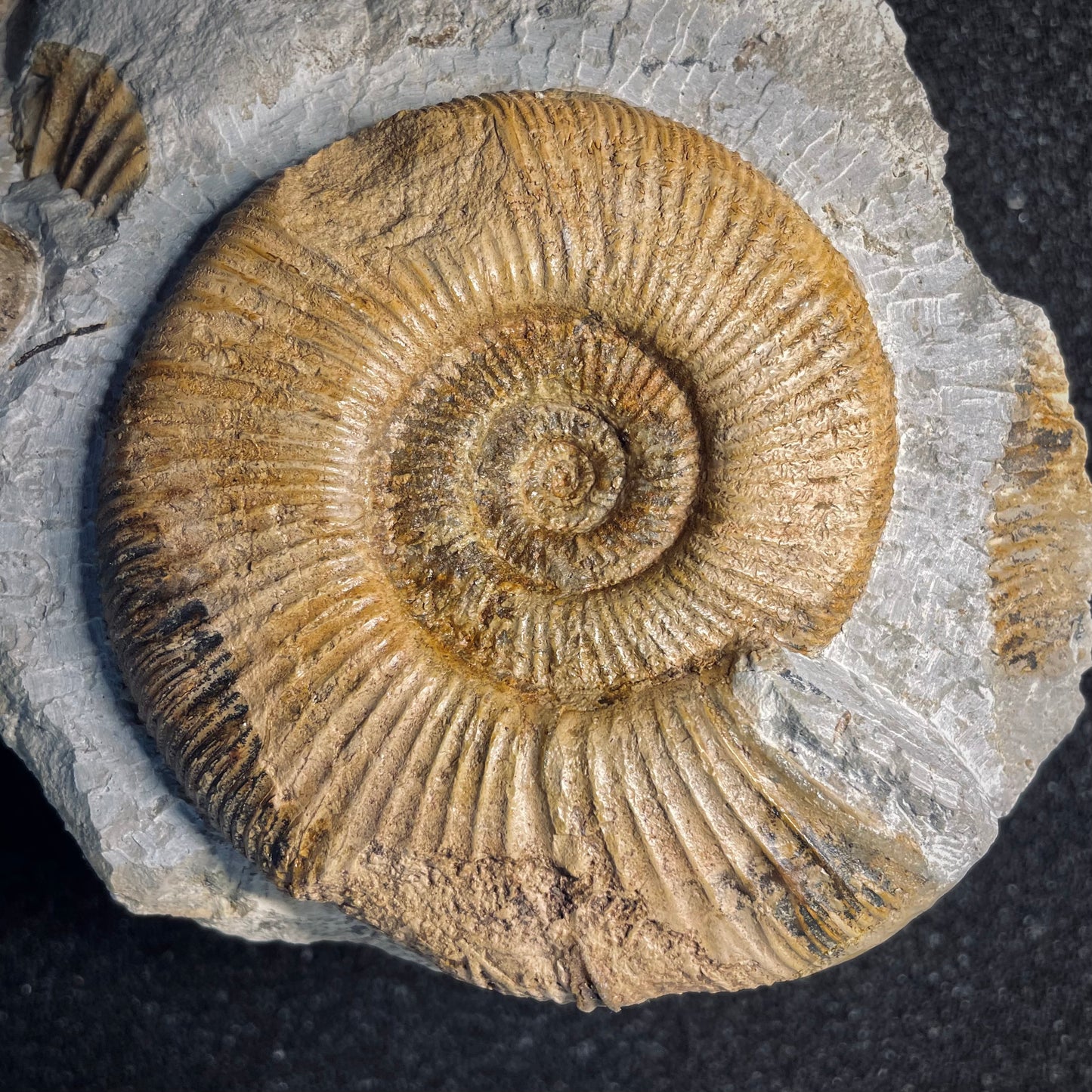 F1972 | Ammonite | Orthosphinctes desmoides & Physodoceras circumspinosum