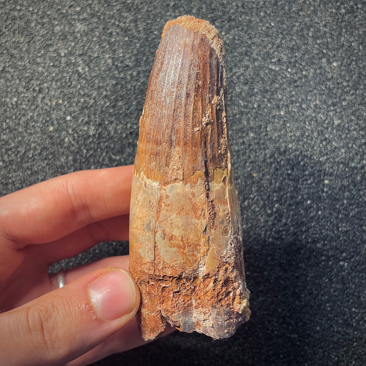 F1934 | Dinosauro | Spinosaurus aegyptiacus