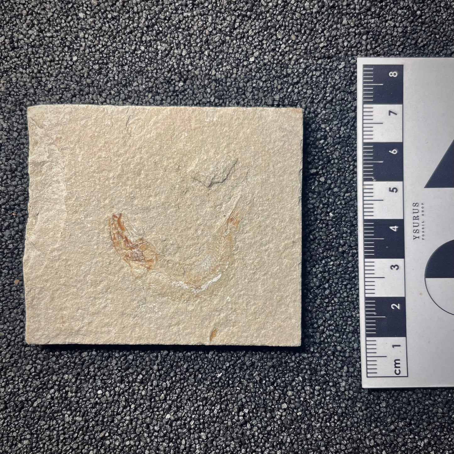 F1969 | Pesce | Davichthys sp.