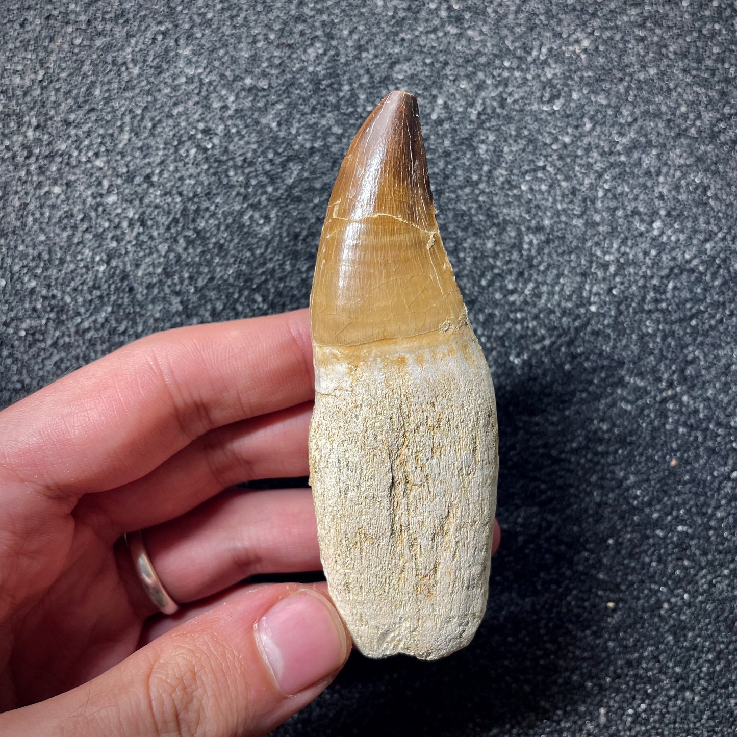 F1988 | Mosasauro | Prognathodon sp.