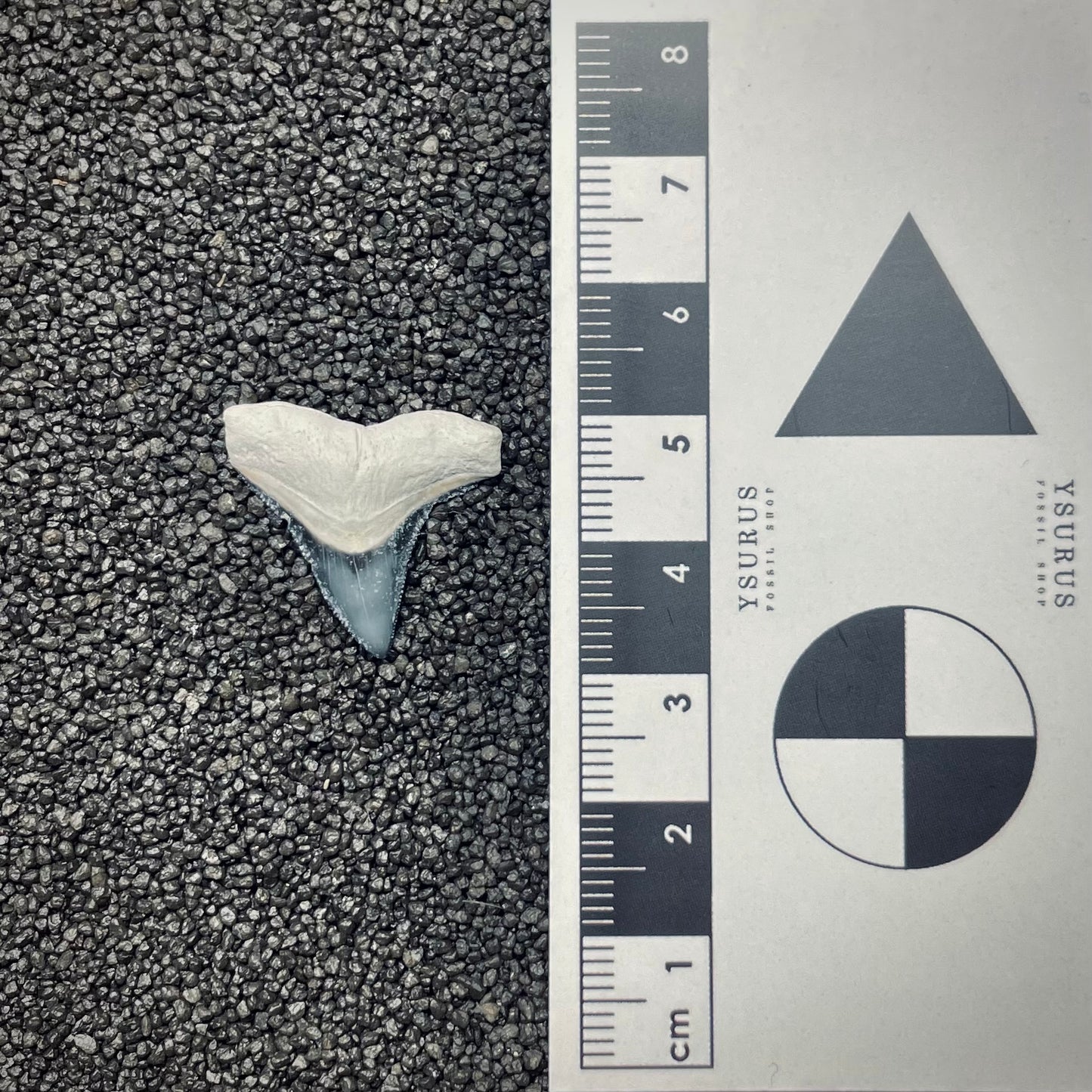 F2648 | Squalo | Carcharhinus sp.