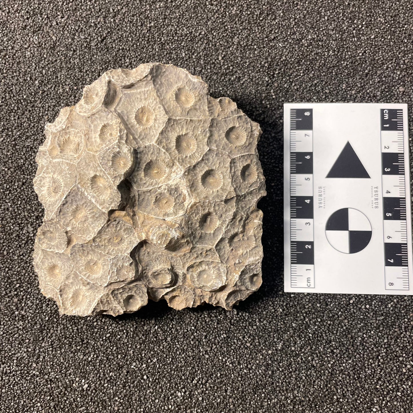 F2470 | Corallo | Hexagonaria sp.