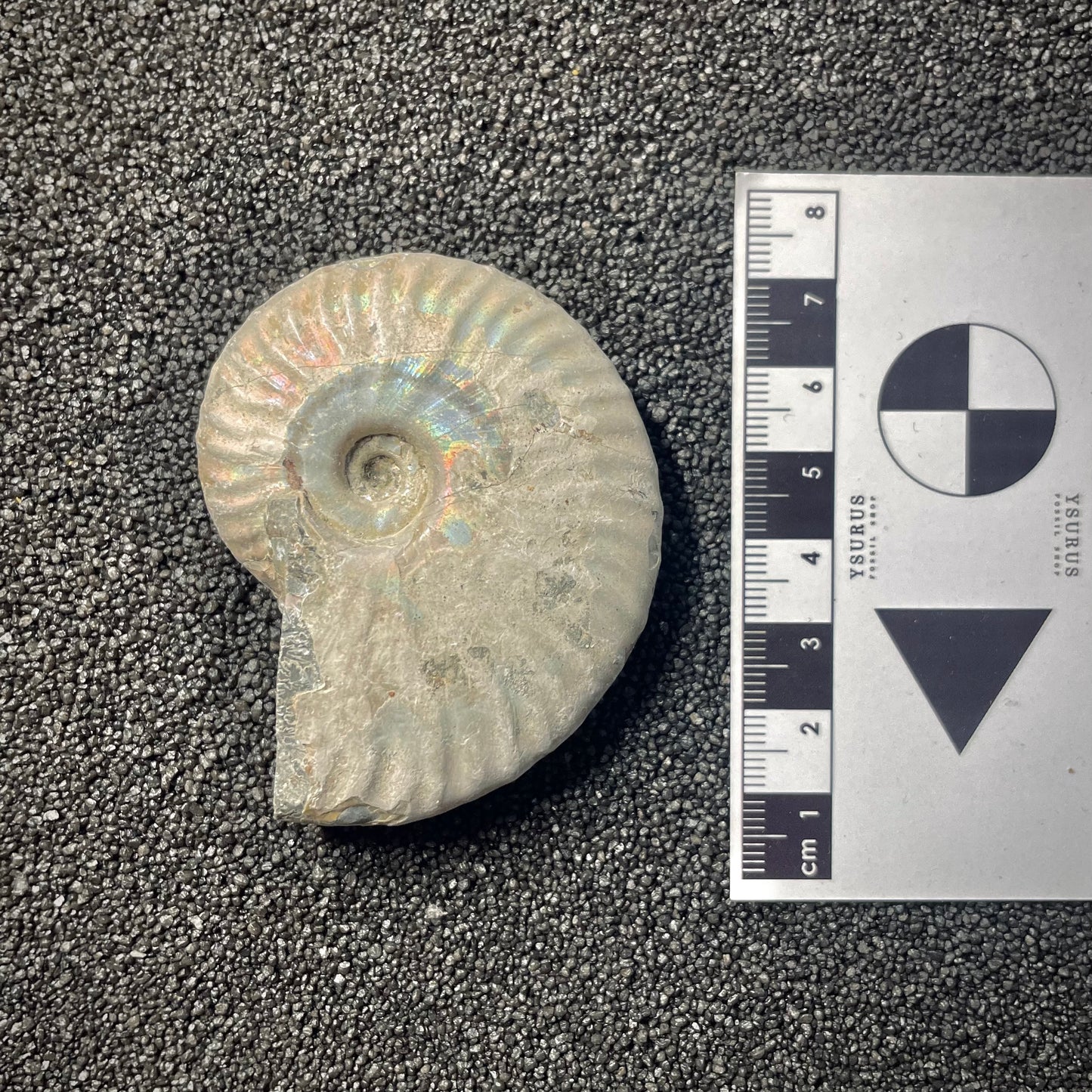 F2156 | Ammonite | Cleoniceras sp.