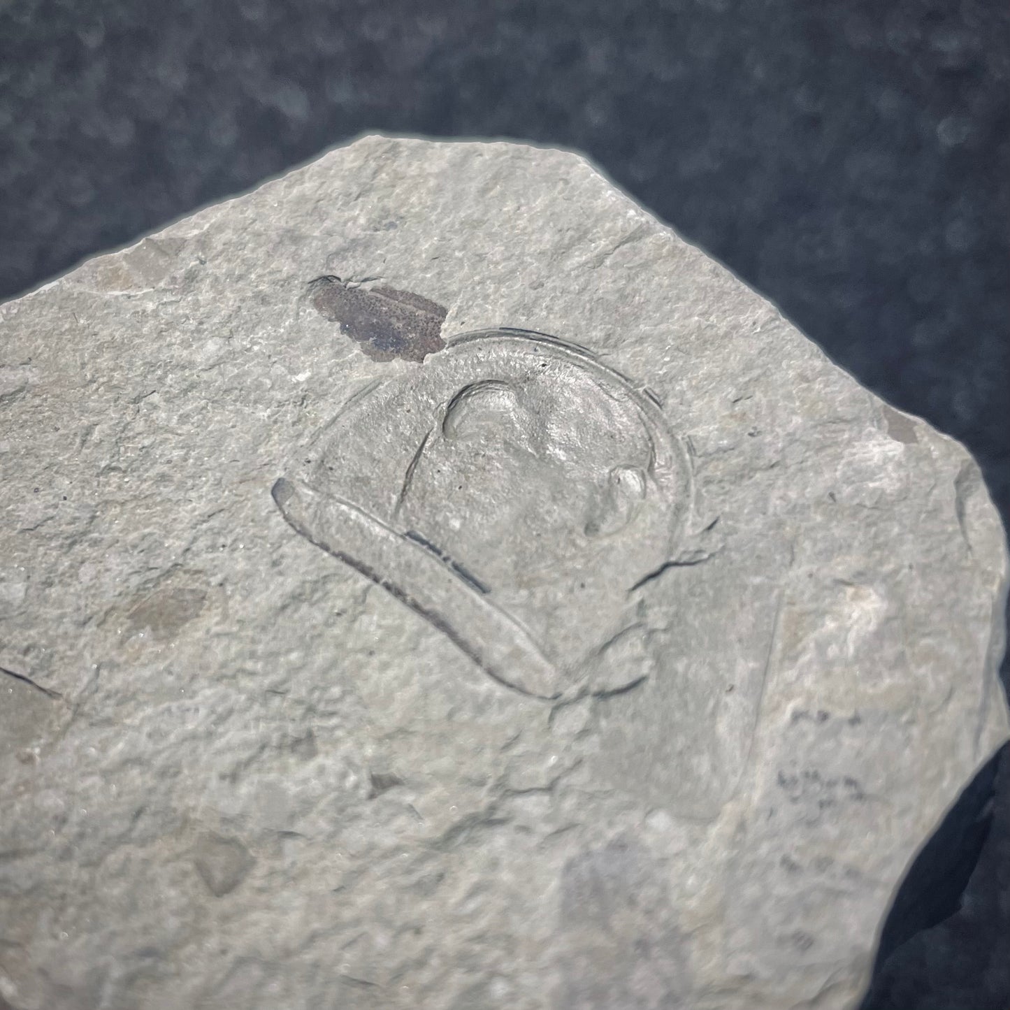 F1863 | Scorpione di mare | Eurypterus tetragonophtalmus