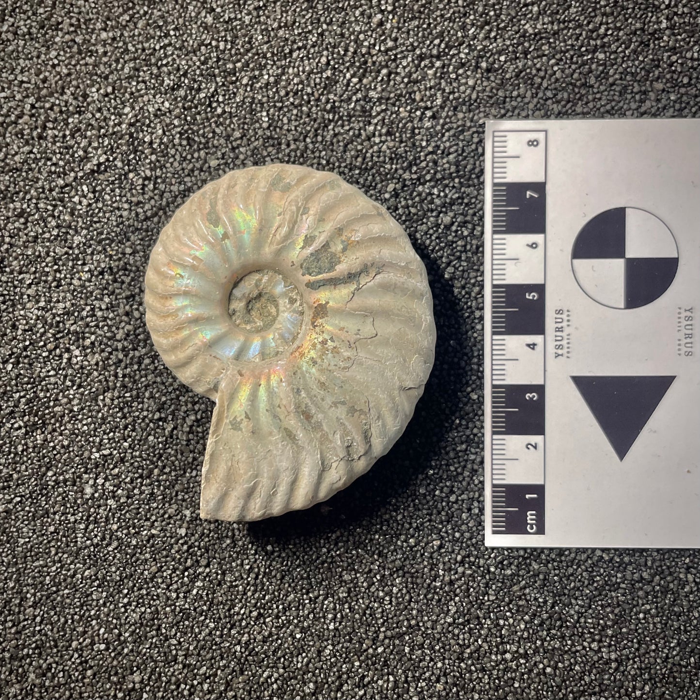 F2157 | Ammonite | Cleoniceras madagascariense