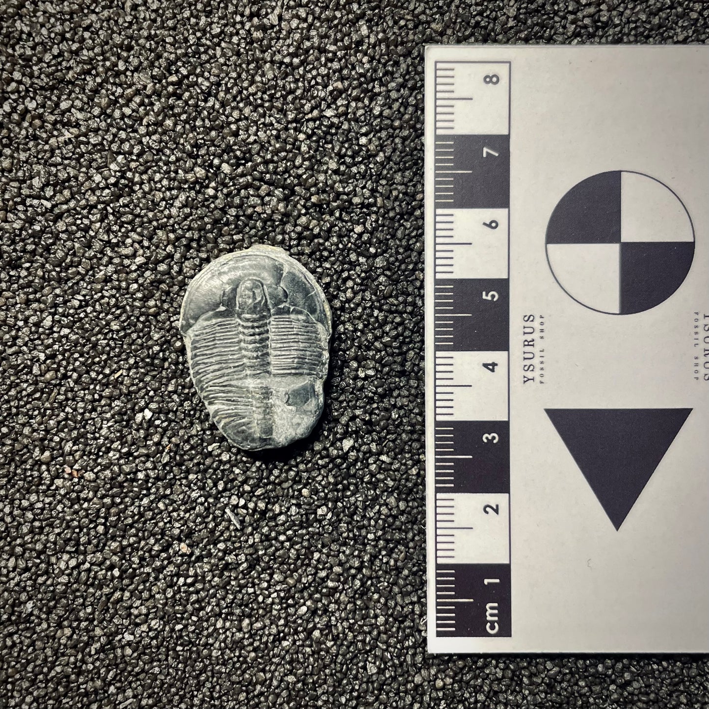 F2141 | Trilobite | Elrathia kingii