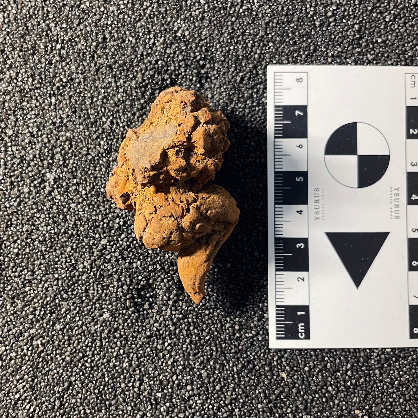F2455 | Coprolite - Cololite | Testuggine