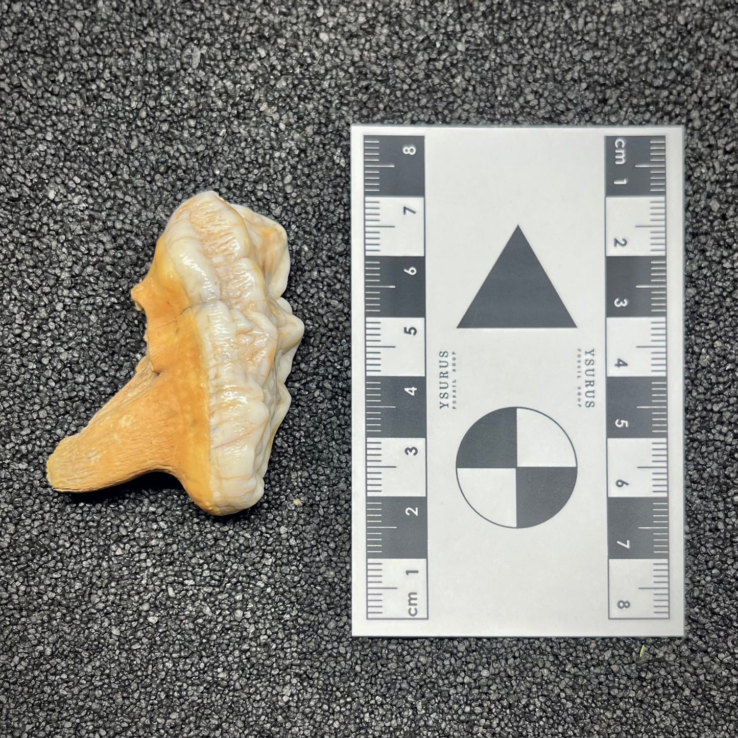 F2994 | Orso | Ursus spelaeus