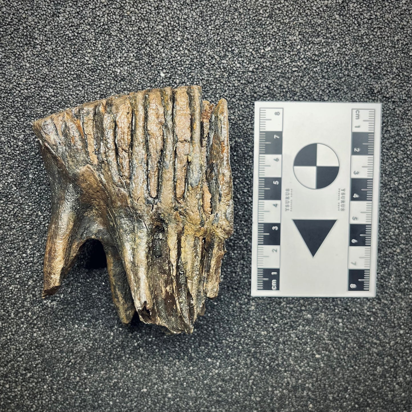 F2781 | Mammut | Mammuthus sp.