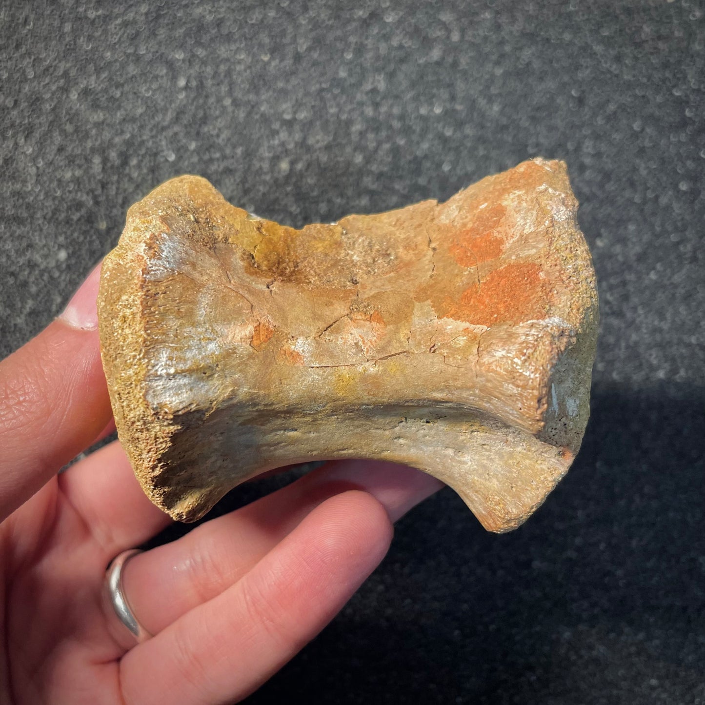 F2037 | Dinosauro | Theropoda indet.