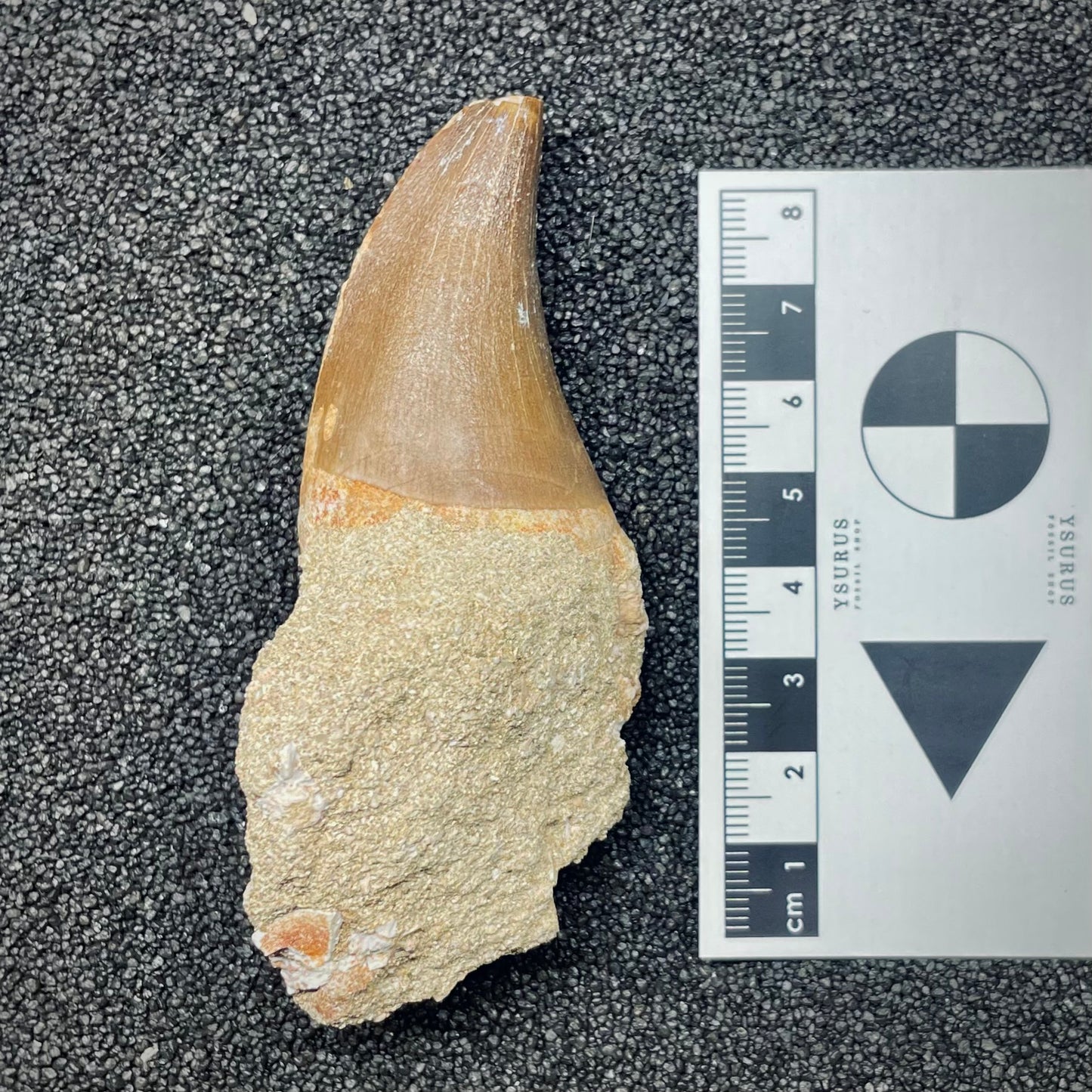F2697 | Mosasauro | Mosasauridae indet.