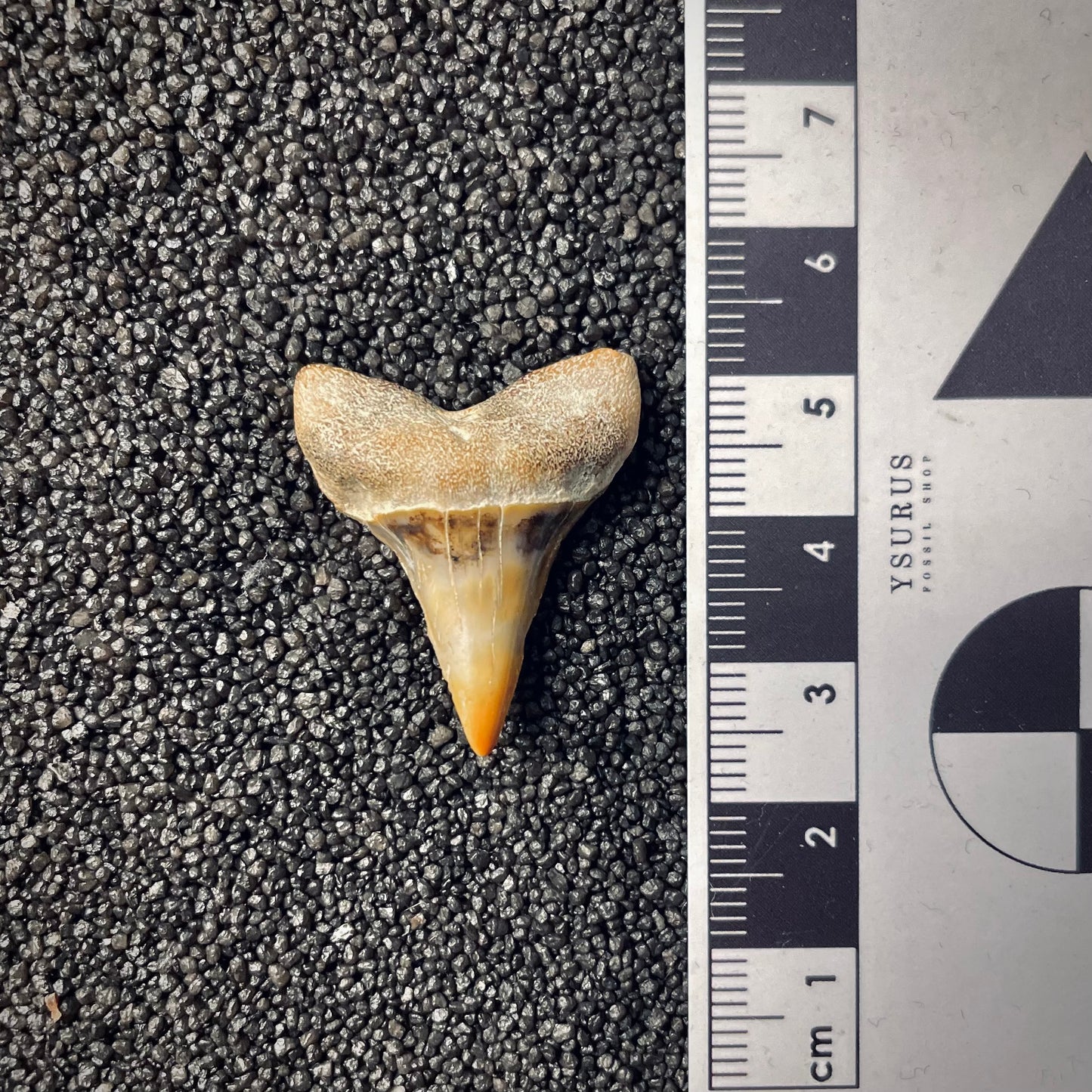 F1784 | Squalo | Carcharodon planus