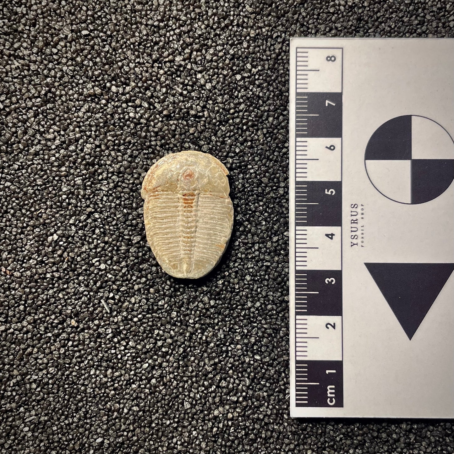 F2142 | Trilobite | Elrathia kingii