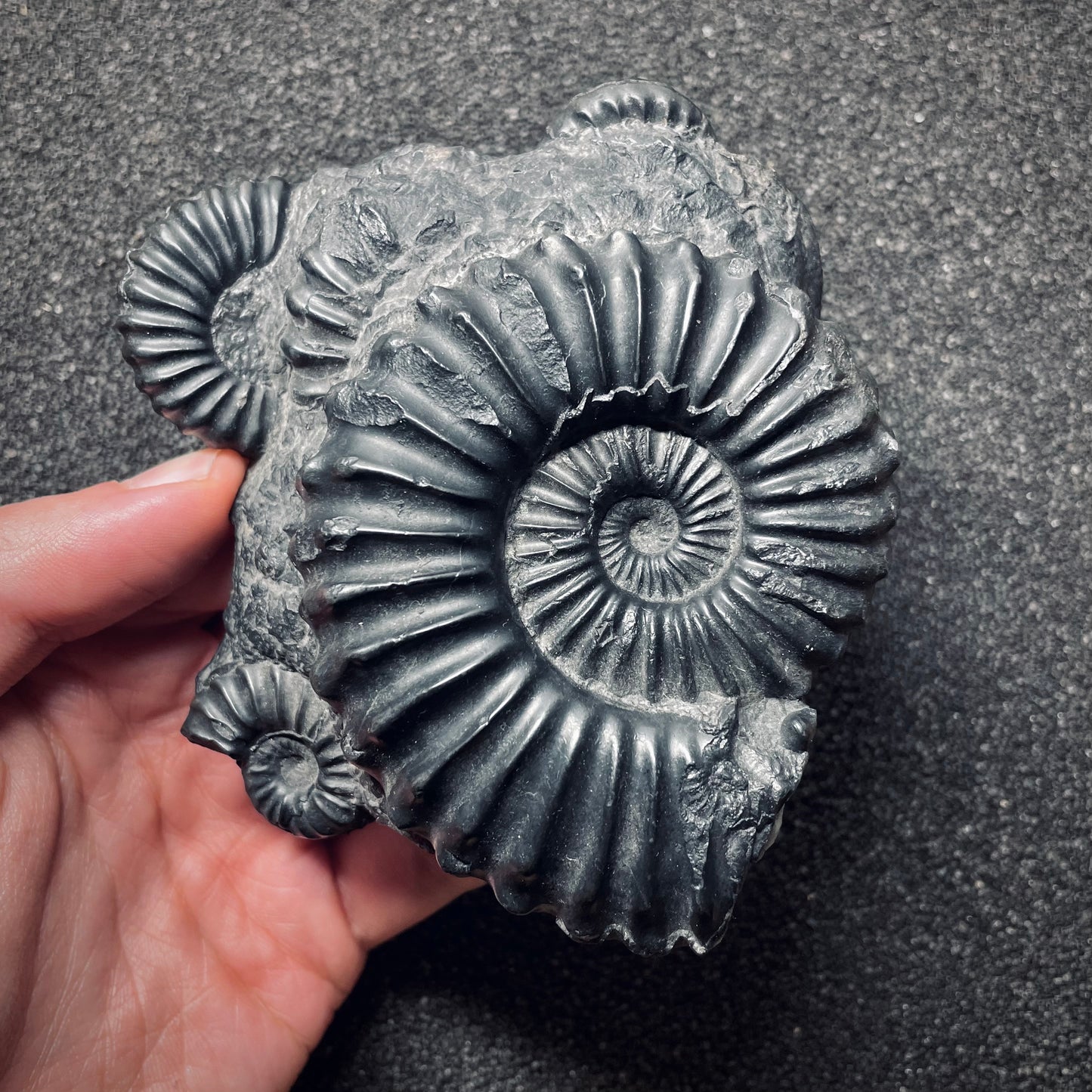 F1749 | Ammonite | Prolyelliceras sp.
