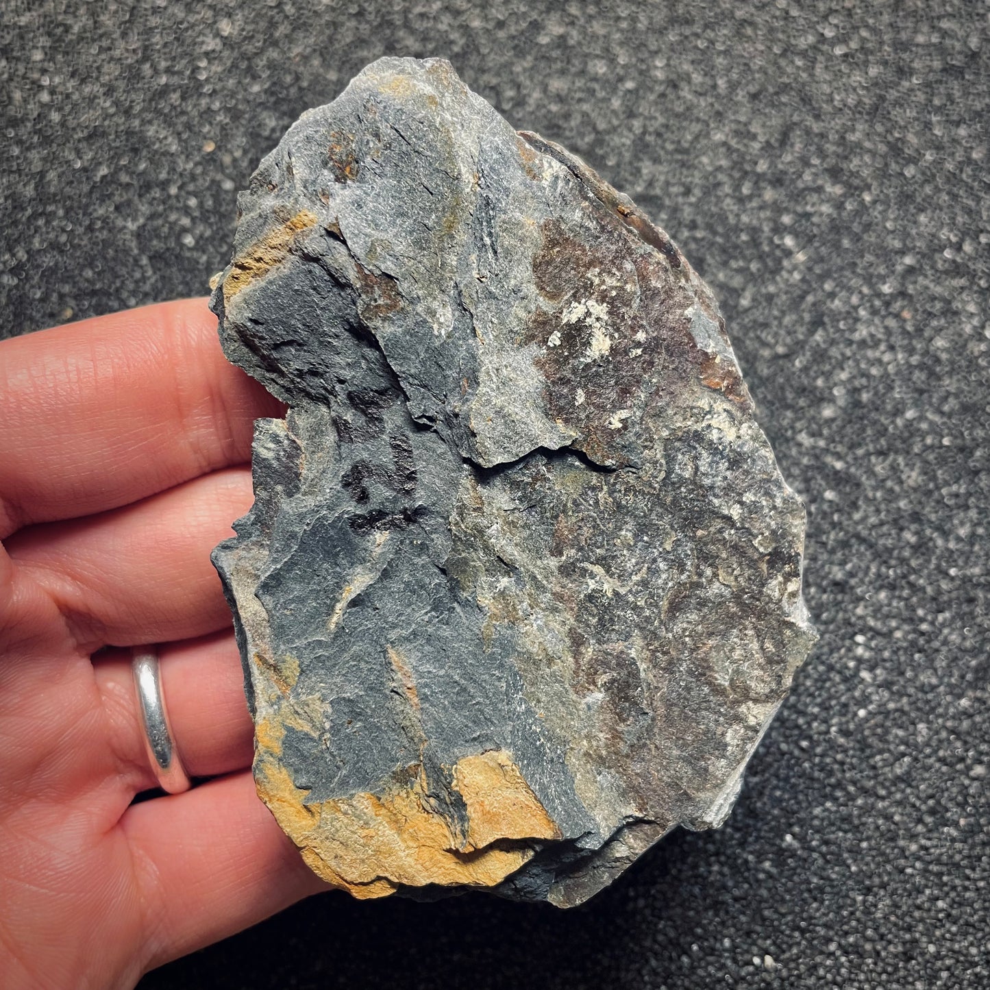 F1590 | Trilobite | Nobiliasaphus nobilis