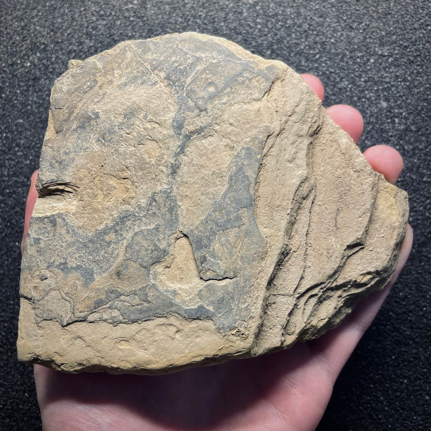 F1344 | Anfibio | Branchiosauridae indet.