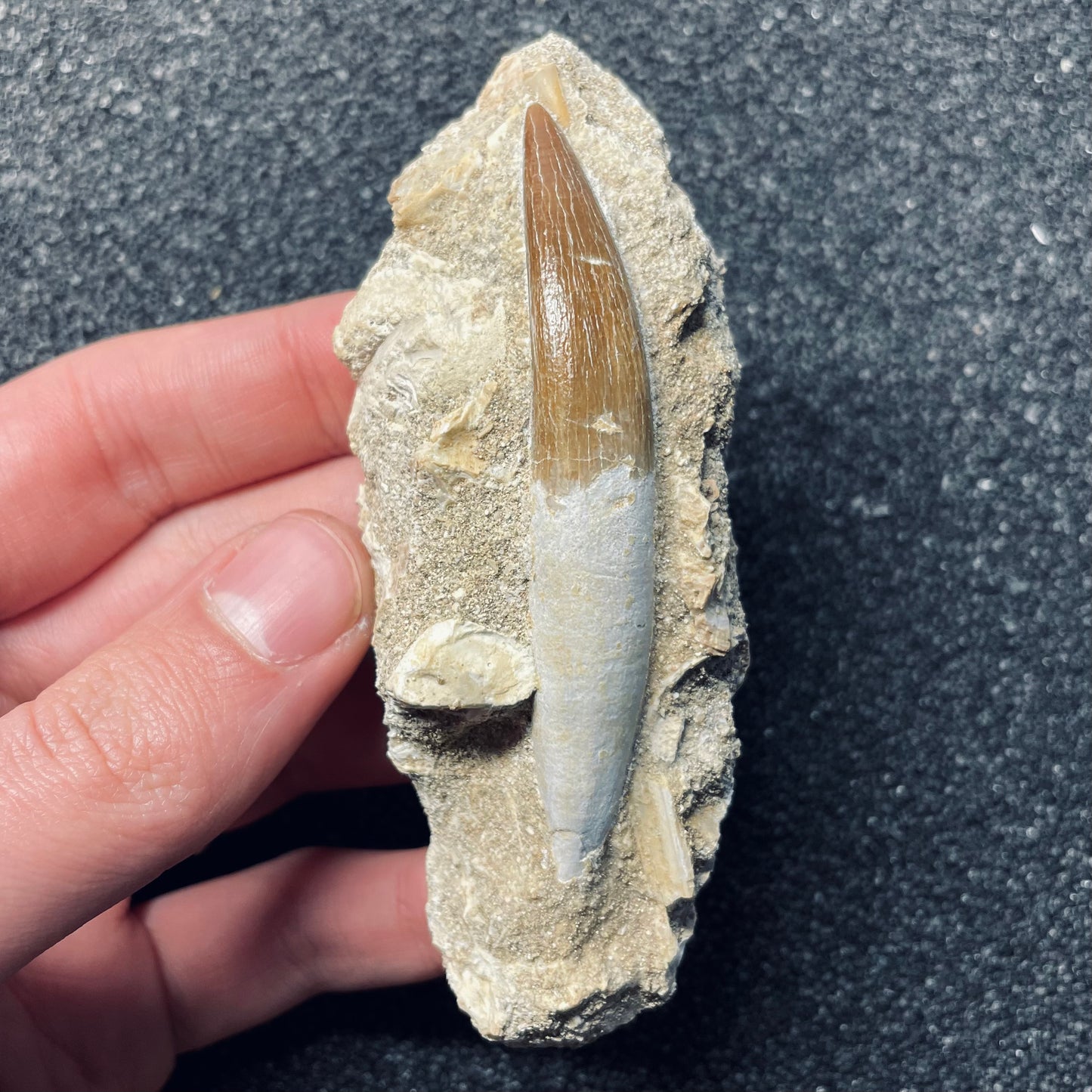 F1831 | RARO | Elasmosauro | Zarafasaura oceanis