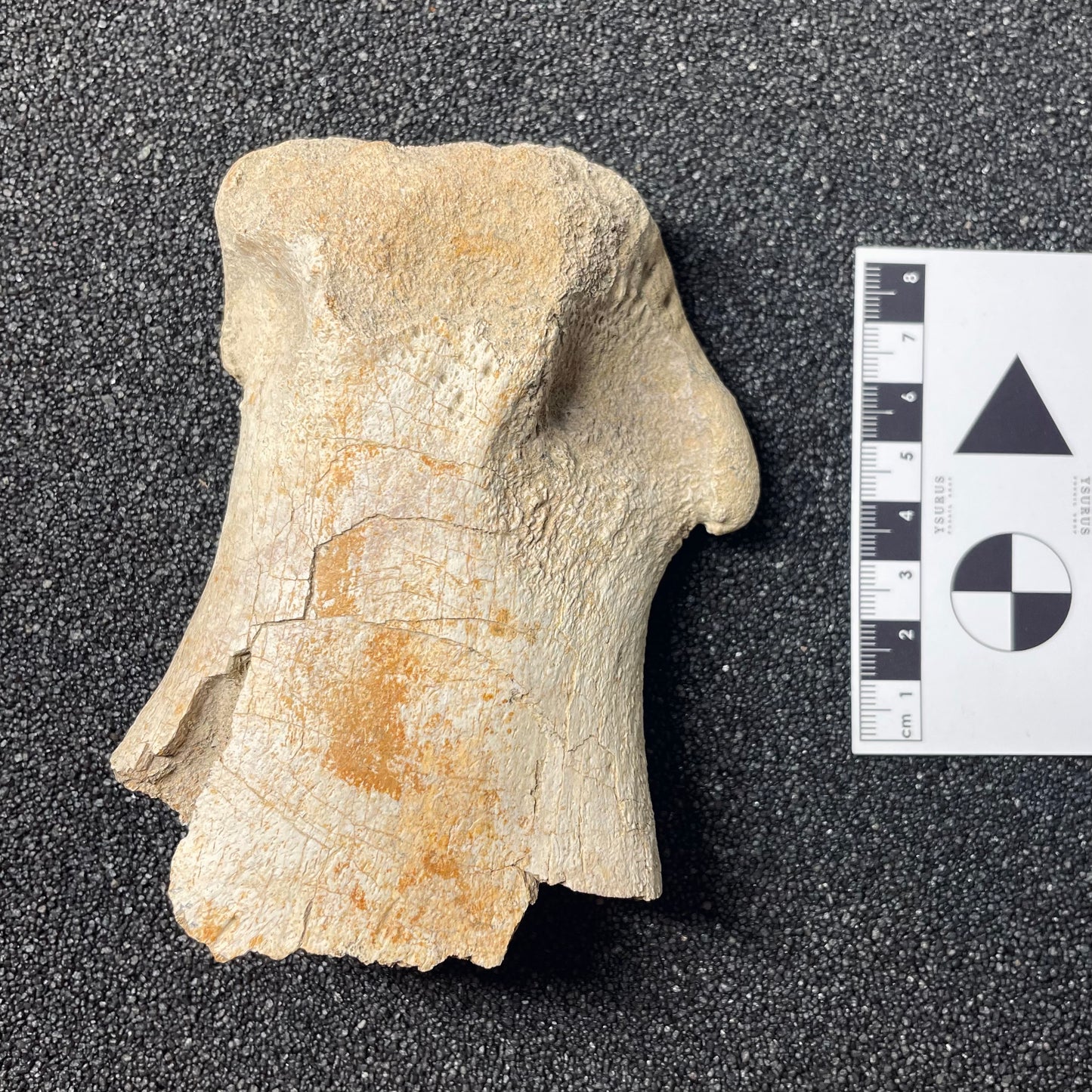 F1813 | Dinosauro | Edmontosaurus sp.