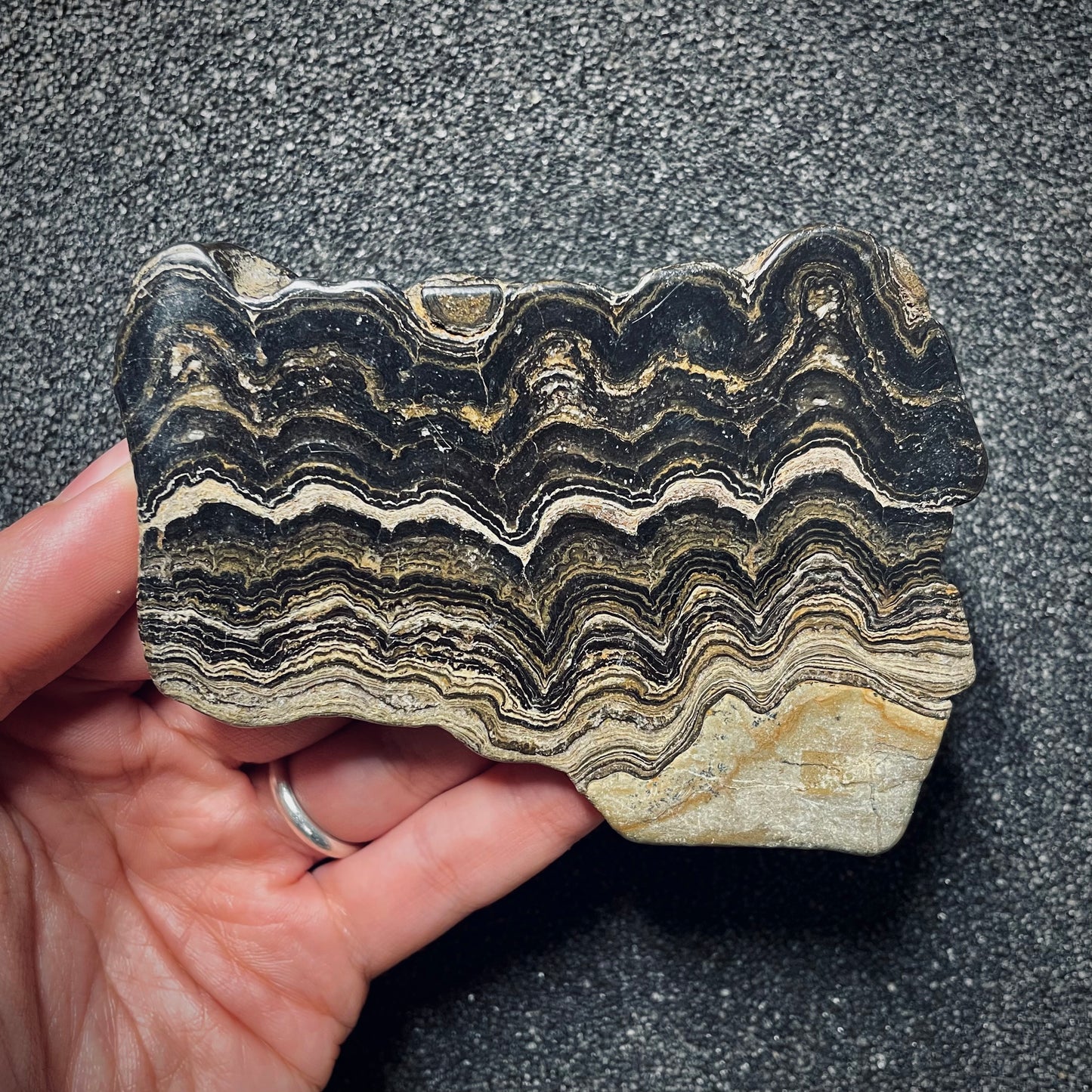 F1715 | Stromatolite | Stromatolite indet.