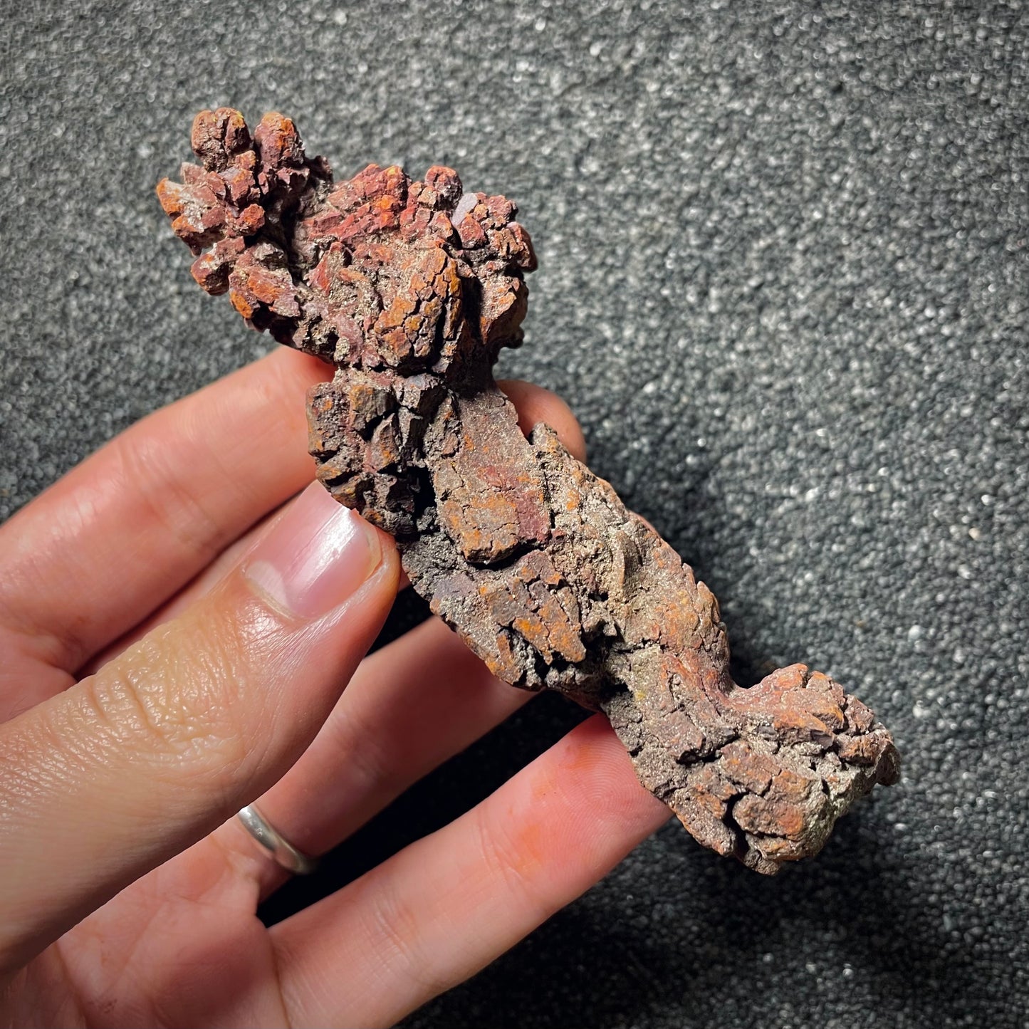 F2068 | Coprolite - Cololite | Testuggine