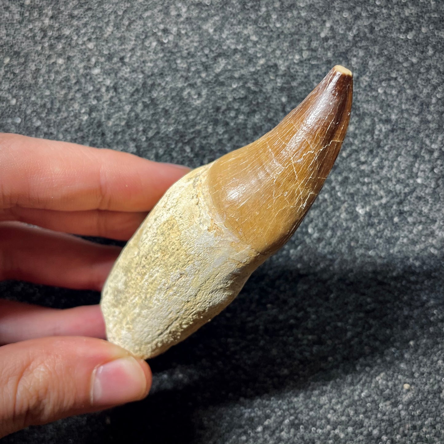F1988 | Mosasauro | Prognathodon sp.
