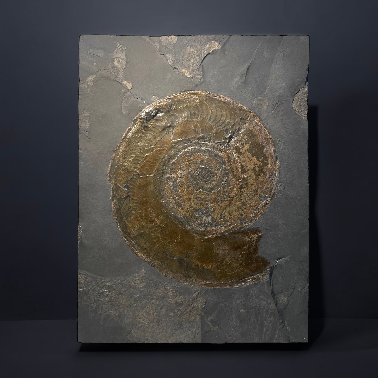 F1472 | Ammonite | Harpoceras falcifer