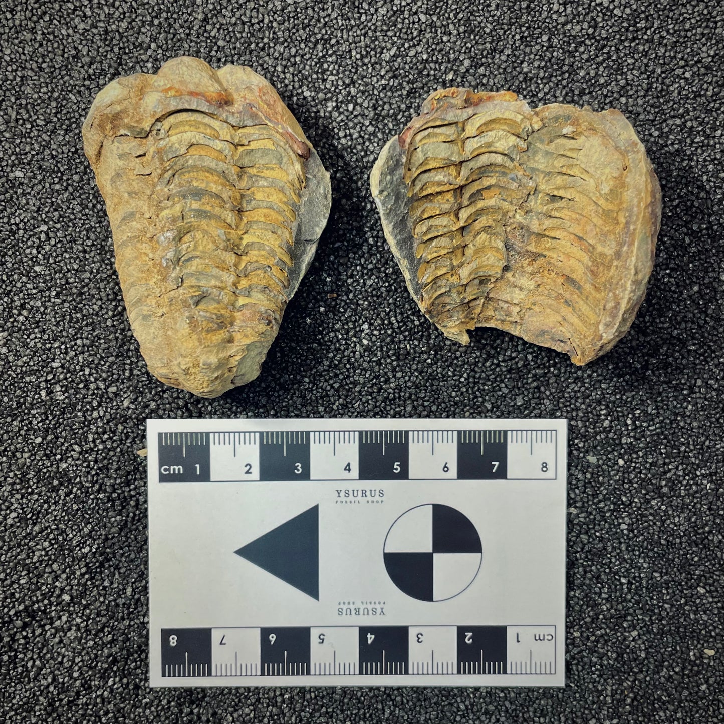 F2626 | Trilobite | Flexicalymene sp.