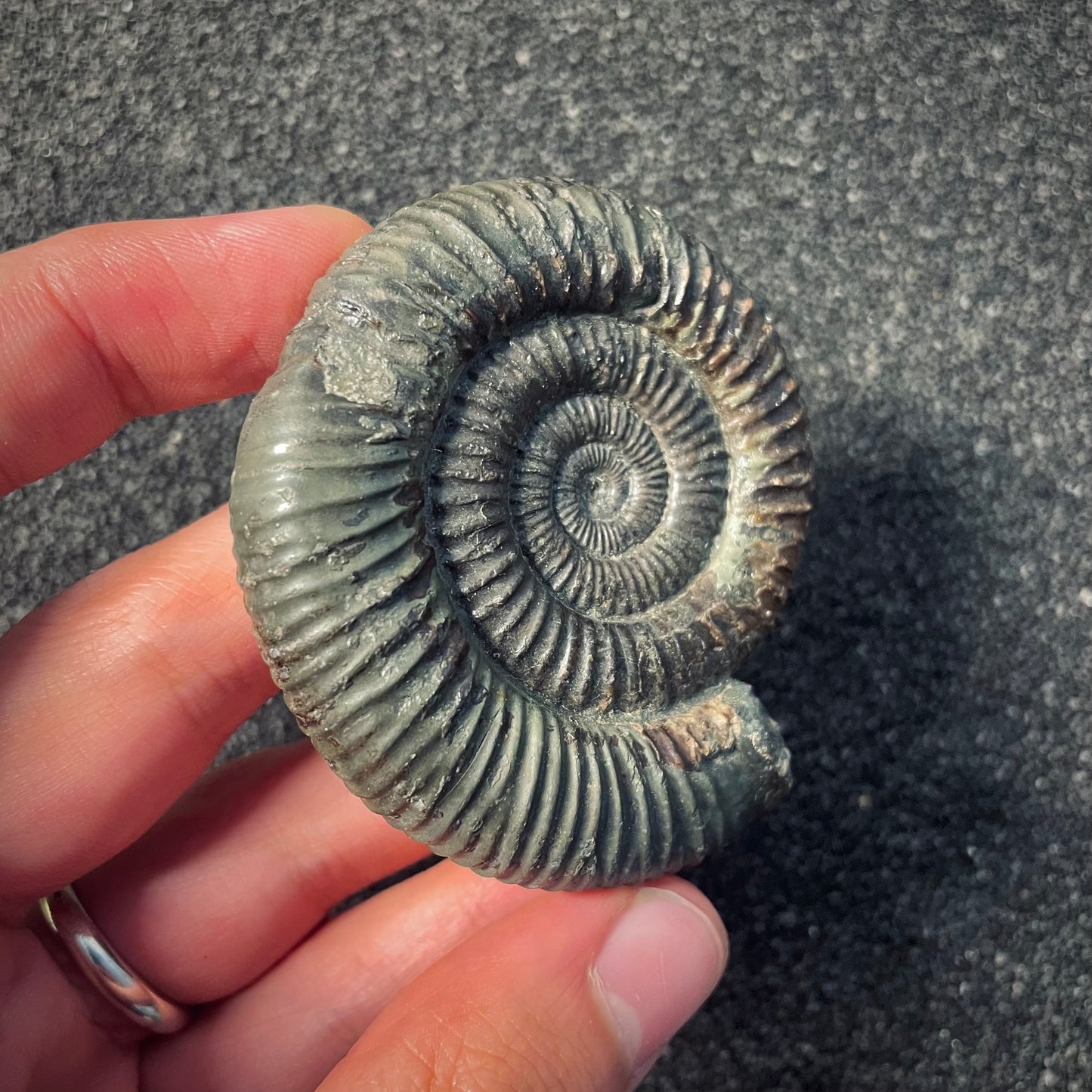 F1980 | Ammonite | Dactylioceras commune