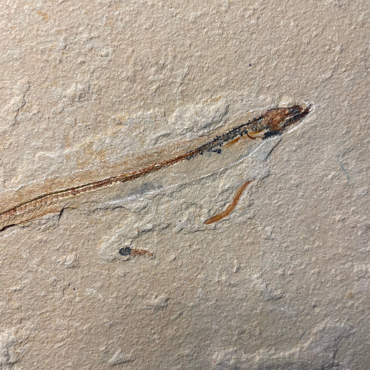 F2062 | Pesce | Hayenchelys germanus