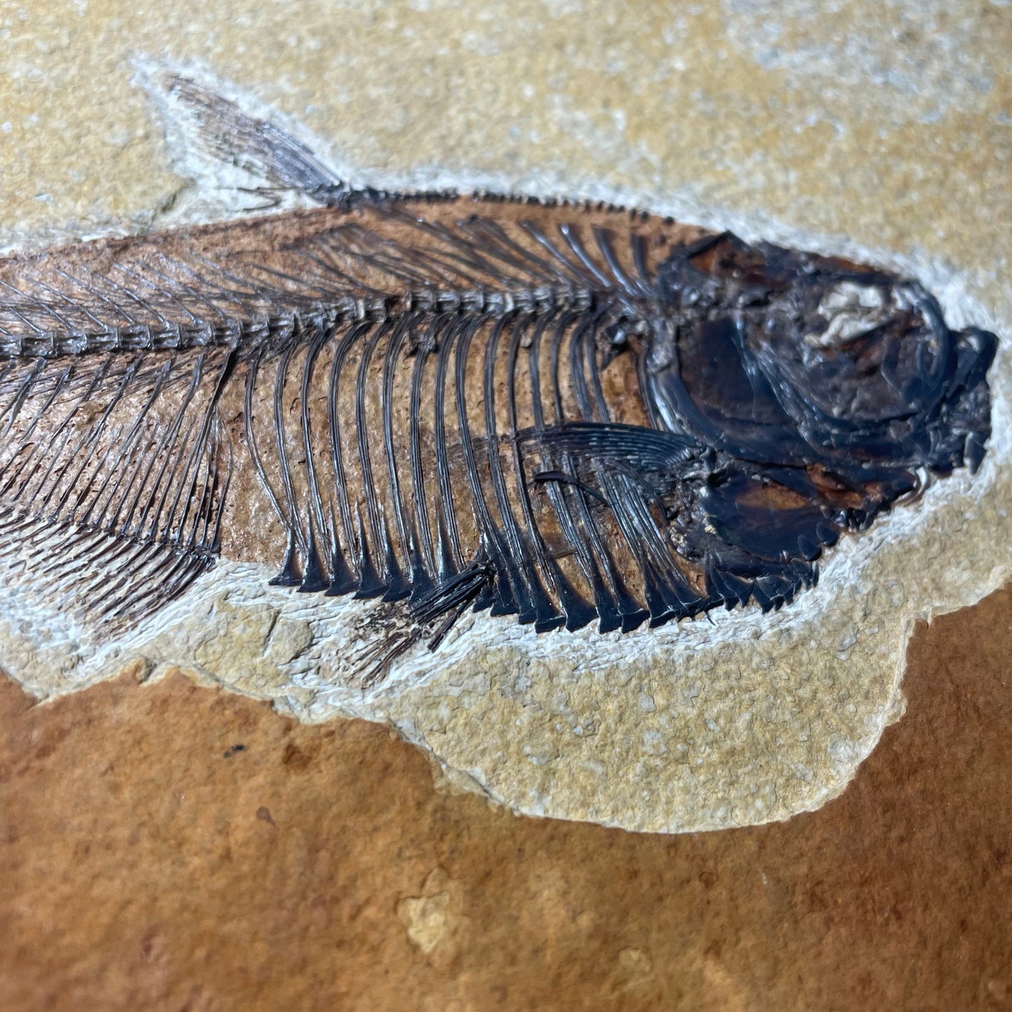 F1564 | Pesce | Diplomystus dentatus