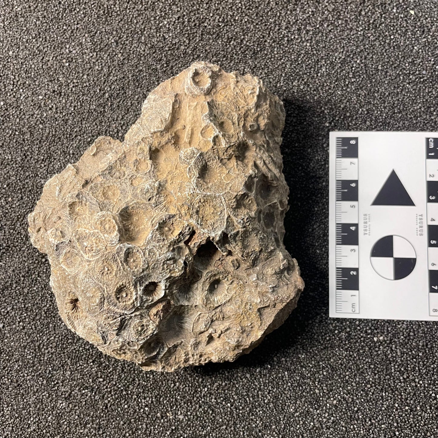 F2473 | Corallo | Hexagonaria sp.