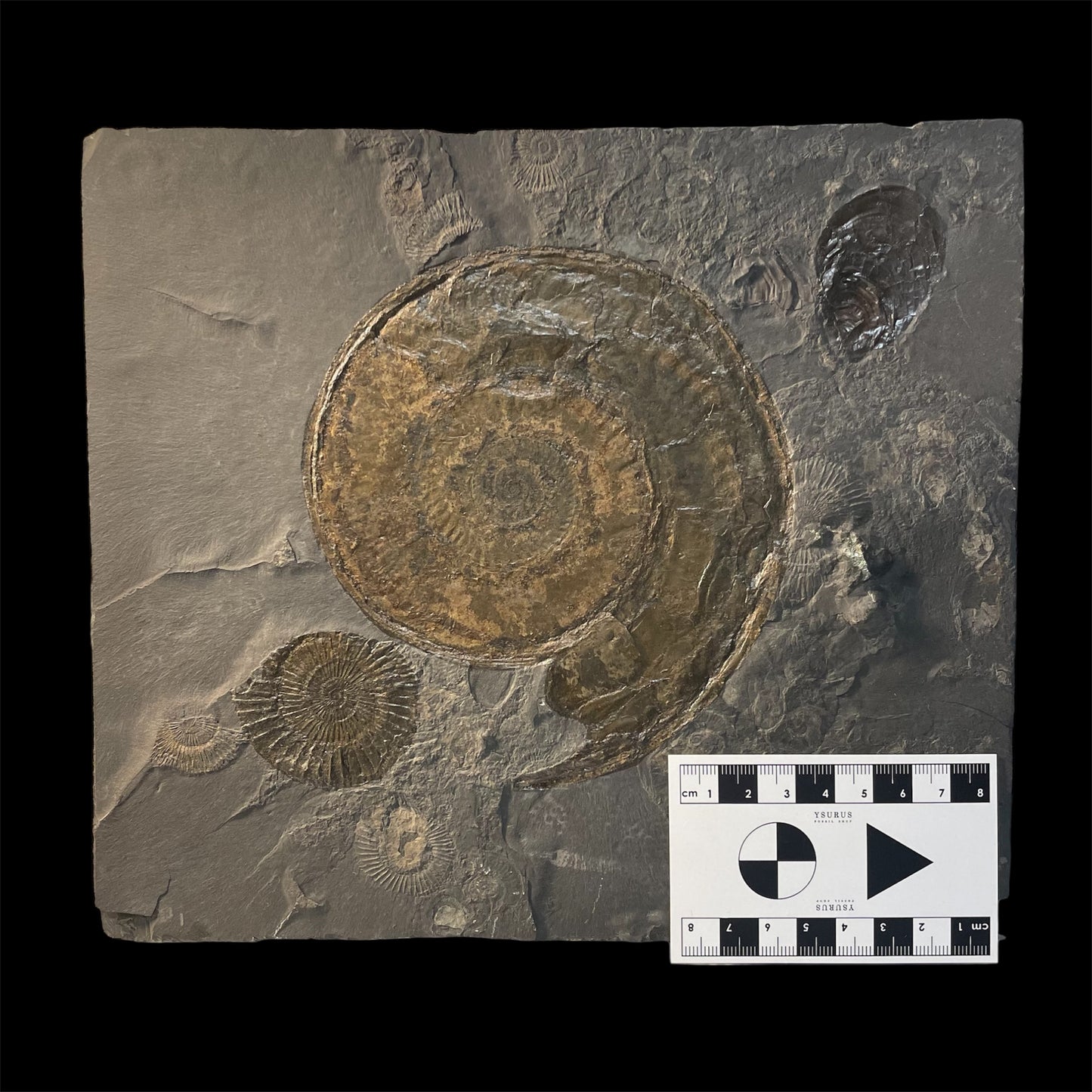 F2504 | Ammonite | Hildoceras sp. & Dactylioceras commune