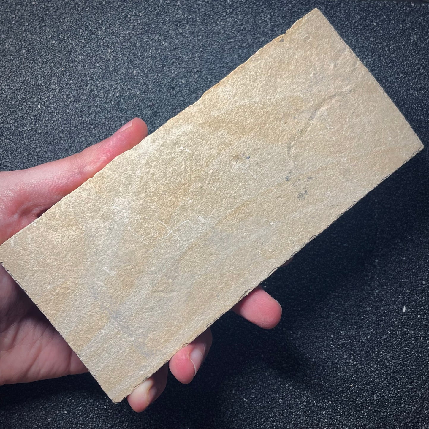 F1927 | Stella marina | Ophiopetra lithographica