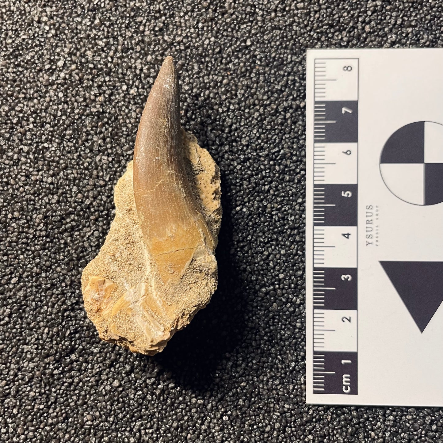 F2121 | Elasmosauro | Zarafasaura oceanis